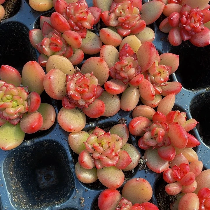 小苹果花1元带土发