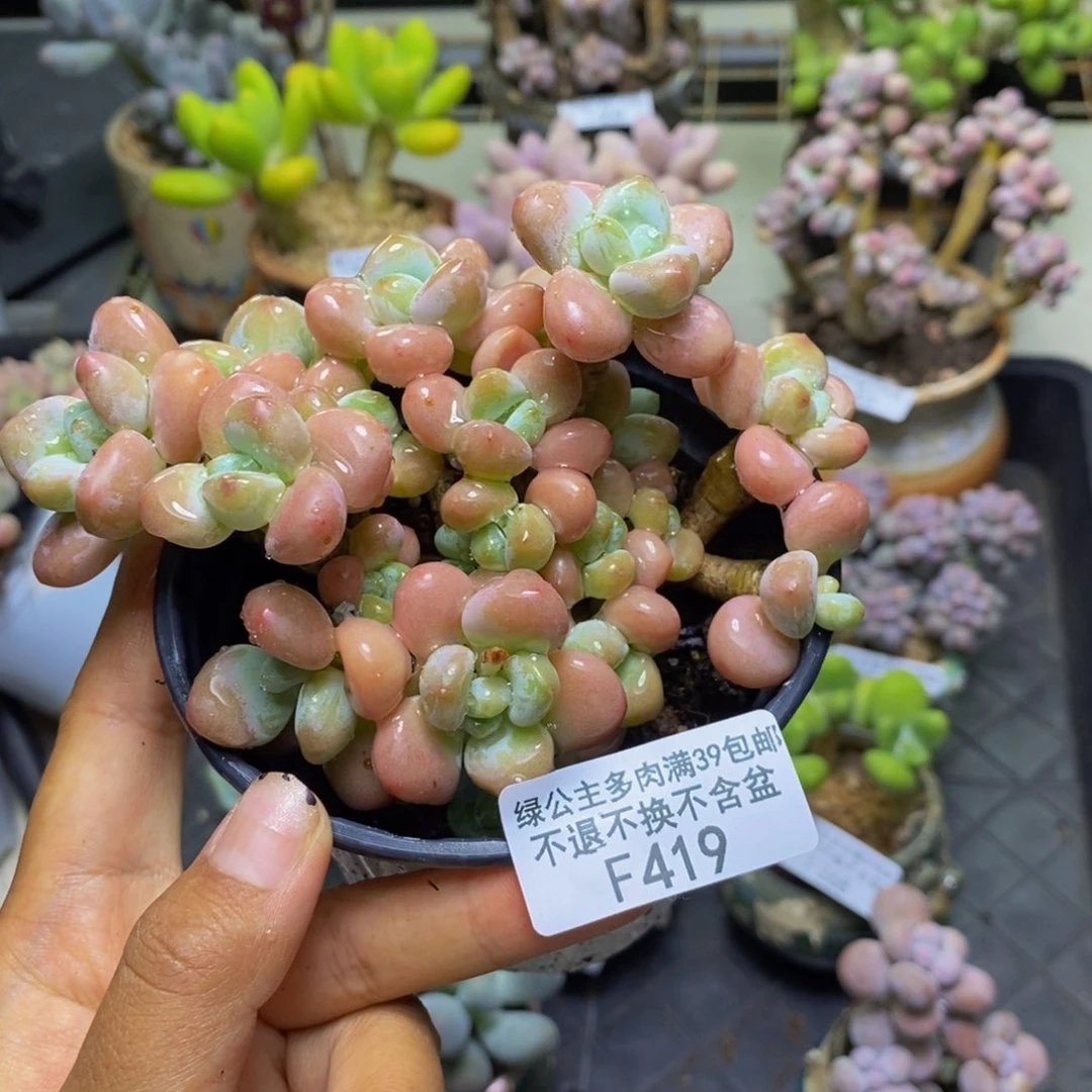 419樱花洛神多肉9c m