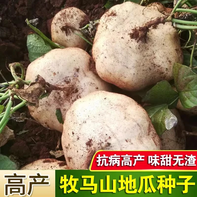 牧马山地瓜种籽早熟高产凉薯种子水果沙葛凉瓜土瓜种农家蔬菜种孑