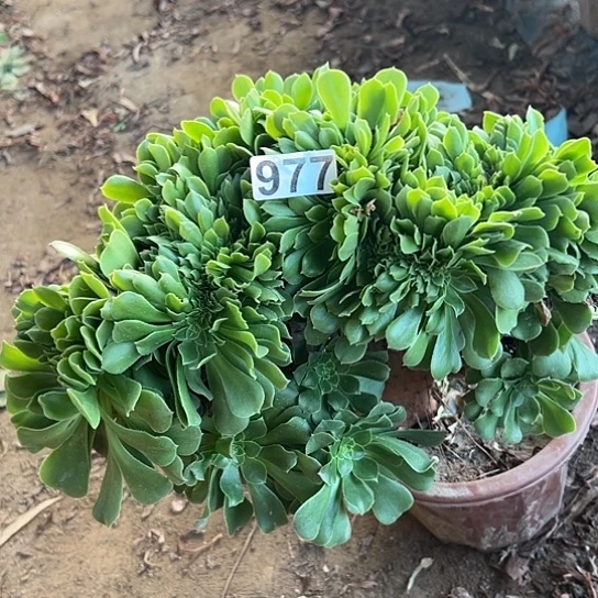 苹***果多肉植物一个绿杨蓉