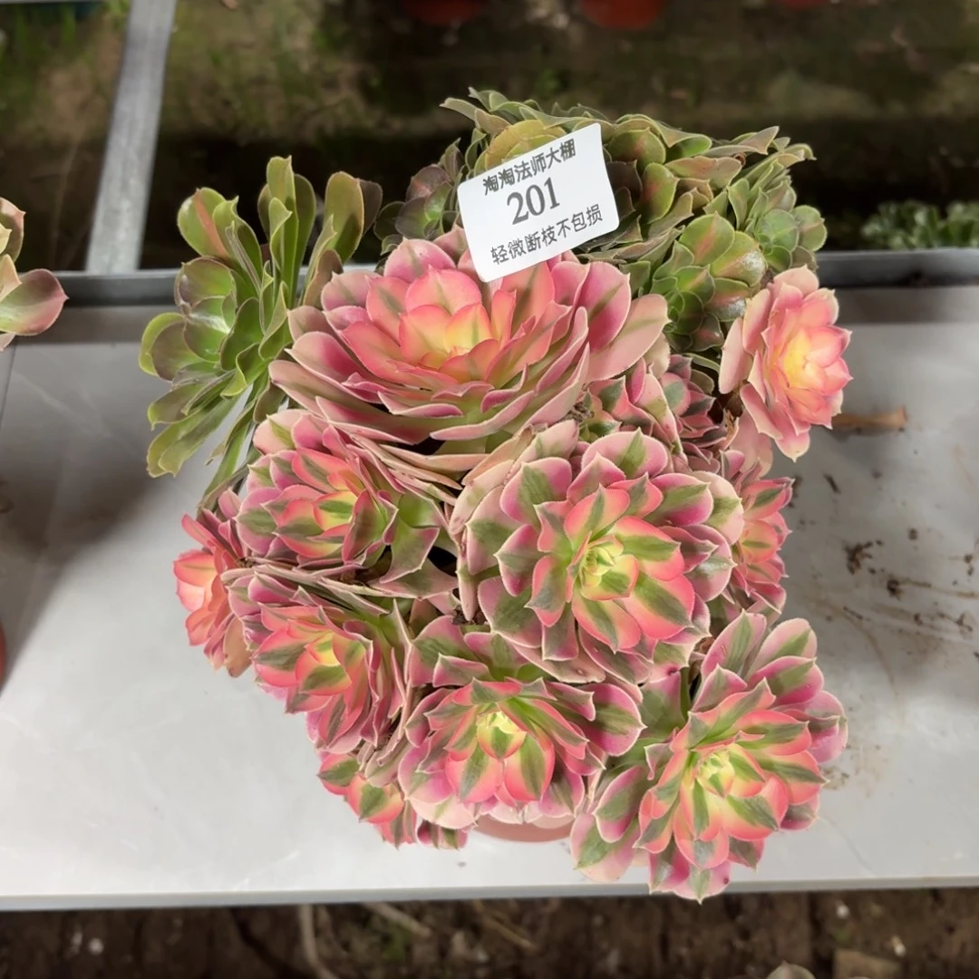 201粉女巫阴阳多肉植物