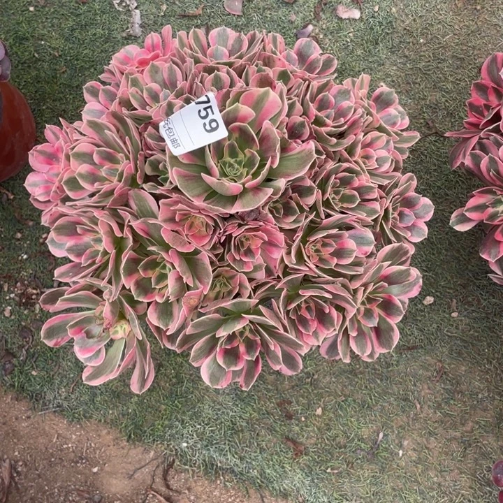 多肉植物初恋法师759