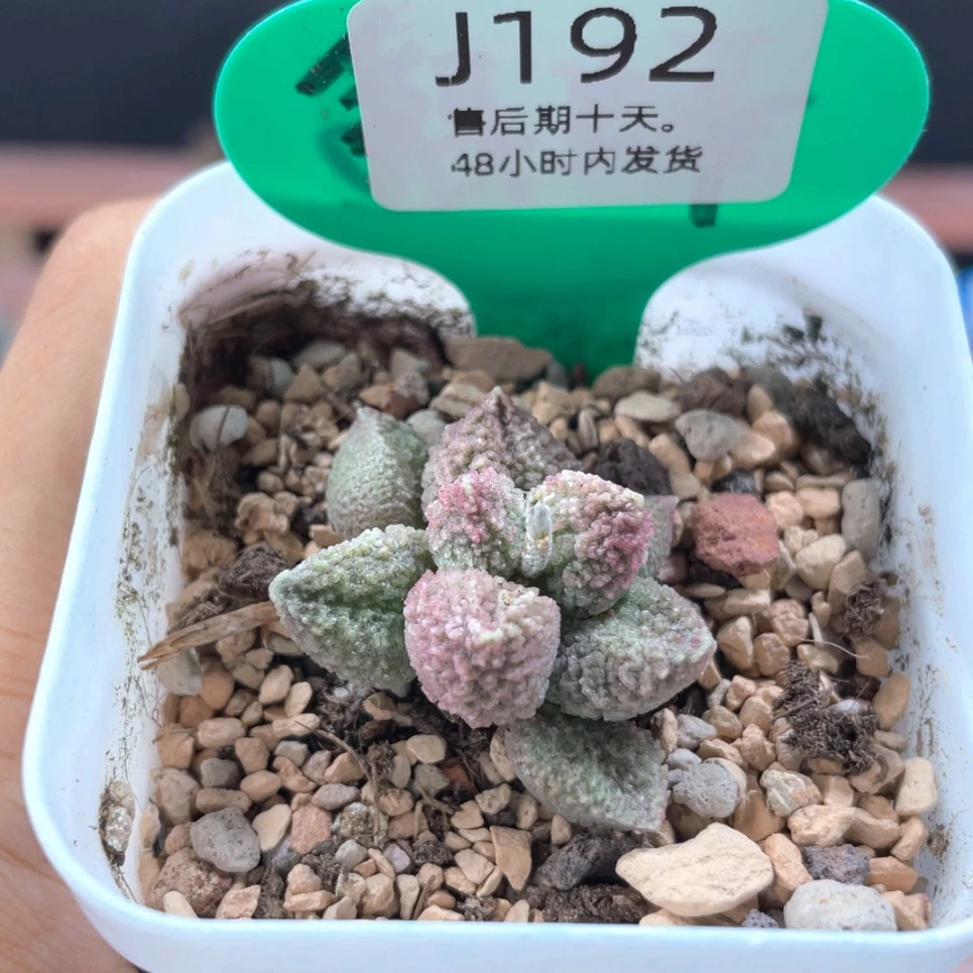 特****    福利        192