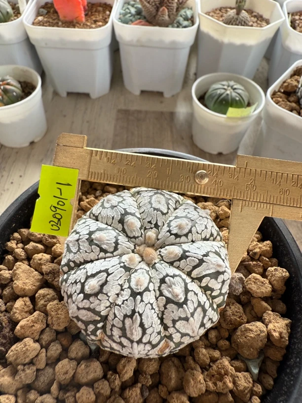 V兜 。状态满分的肉肉