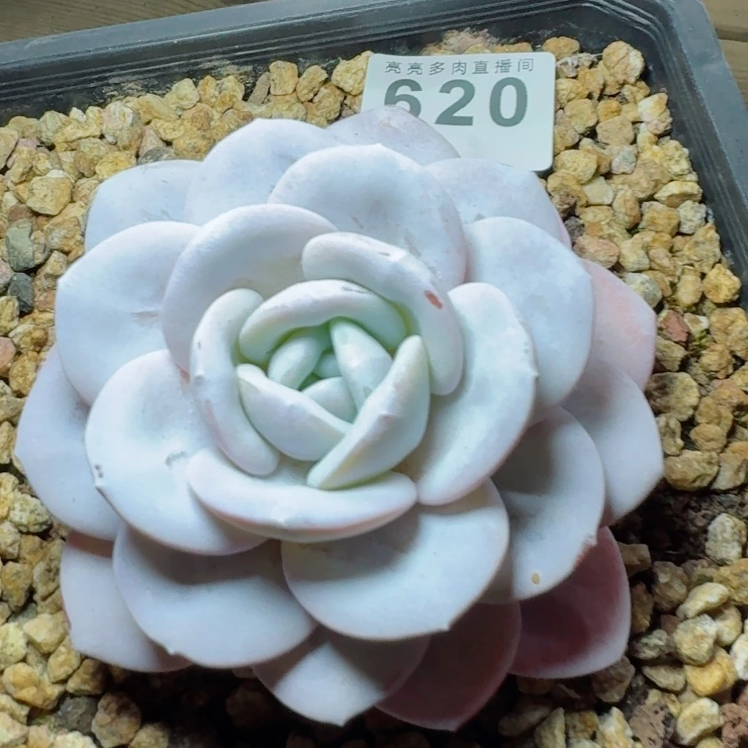 雪茶      愿你一路坦途，乘风破浪展宏图