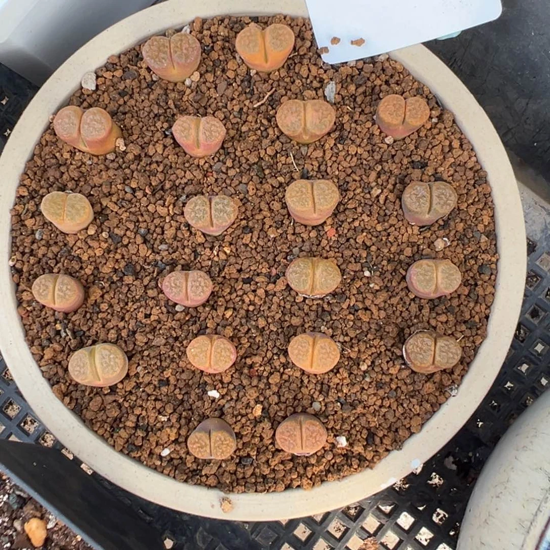 1-74量拍超级蛋糕风铃一颗