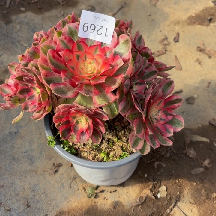 荔枝多肉处理不包断头1269