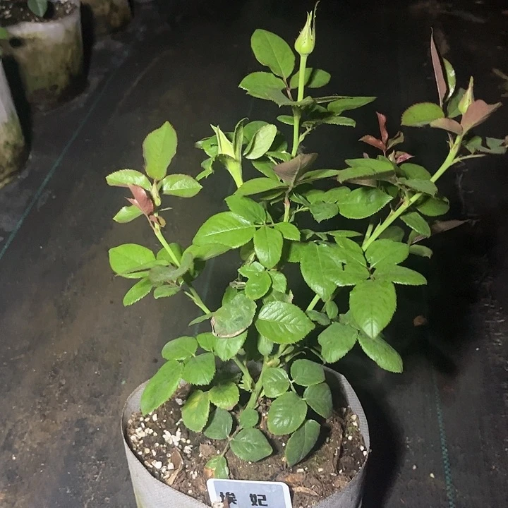 当前无花朵，栽培后可花朵埃菲183号