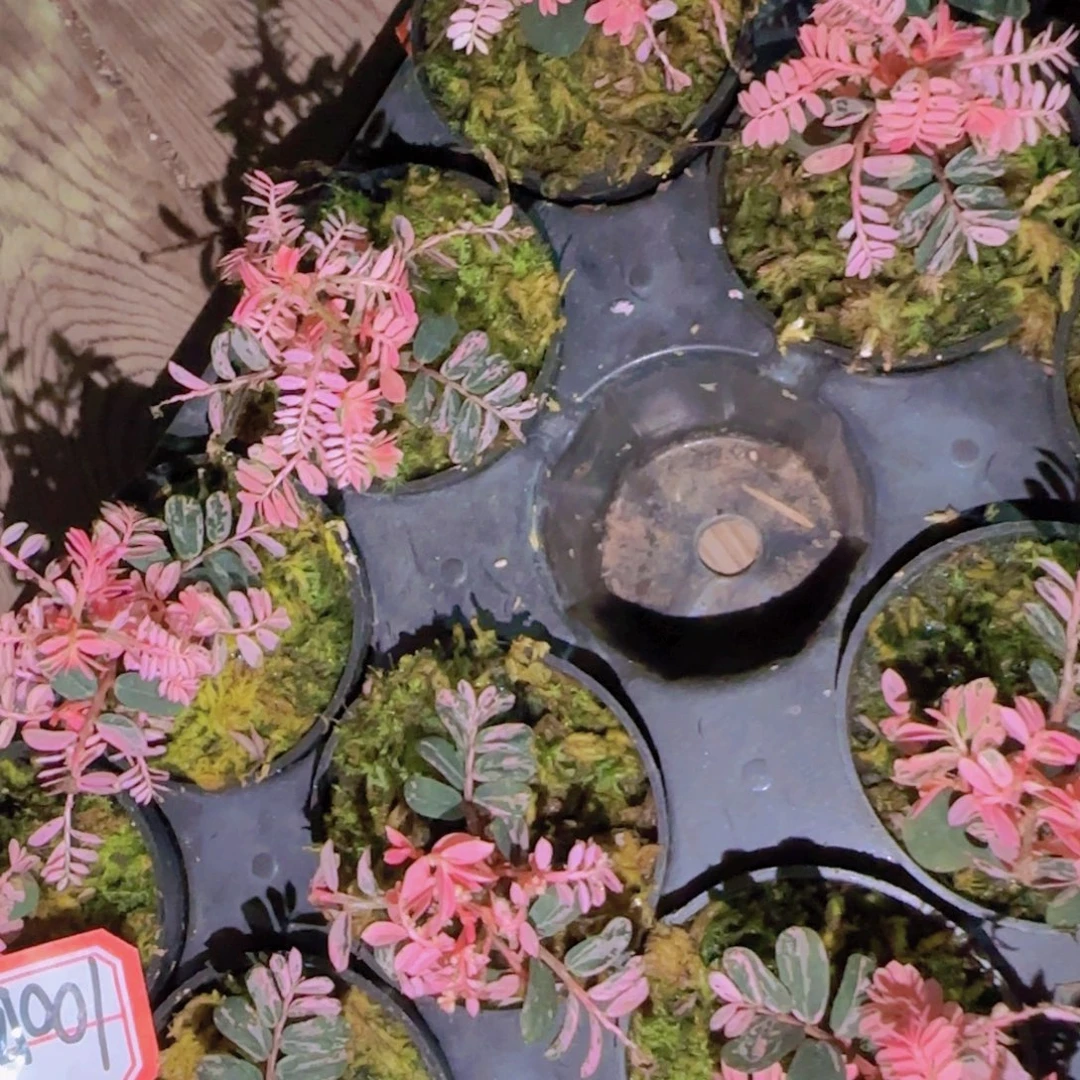 块根植物块根植物