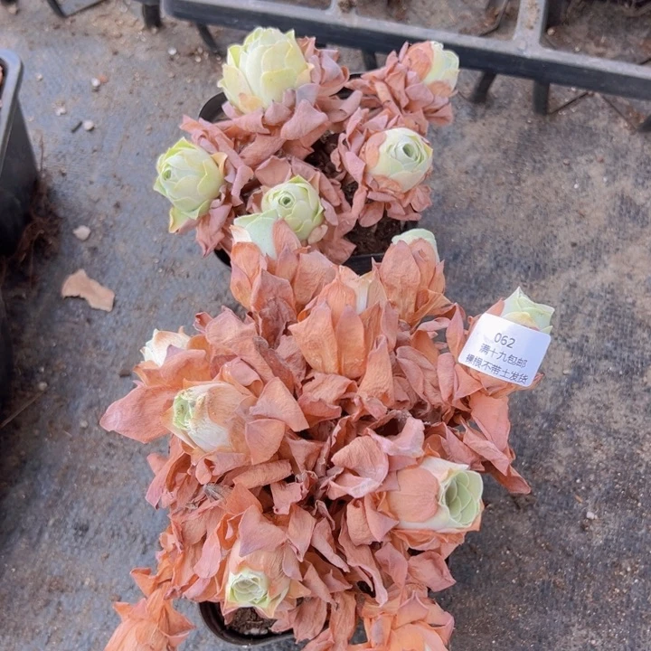 062 裸根不带土发货不包损