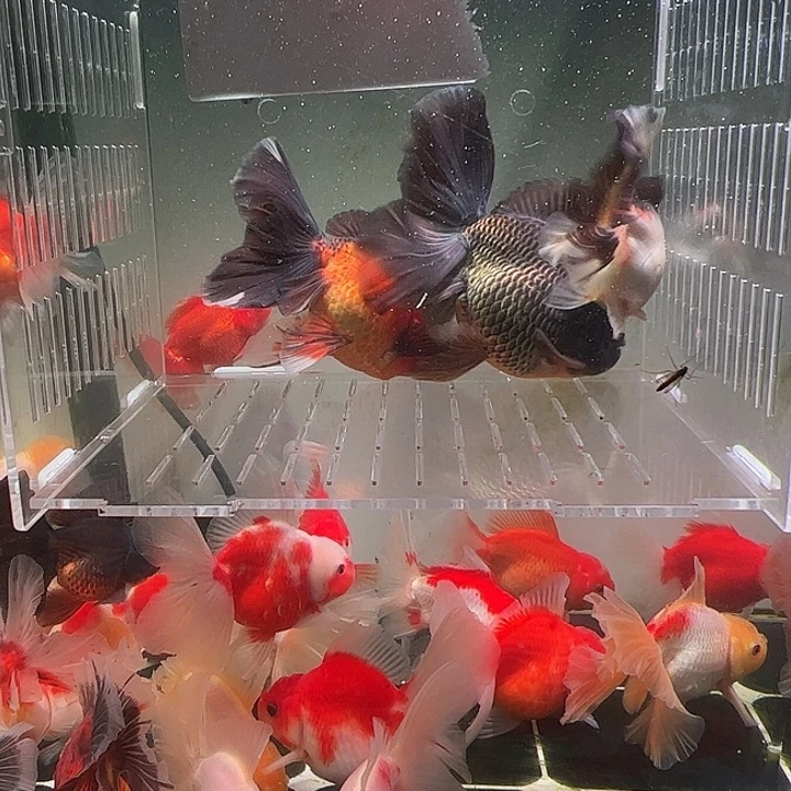 金鱼百褶泰师亚成29