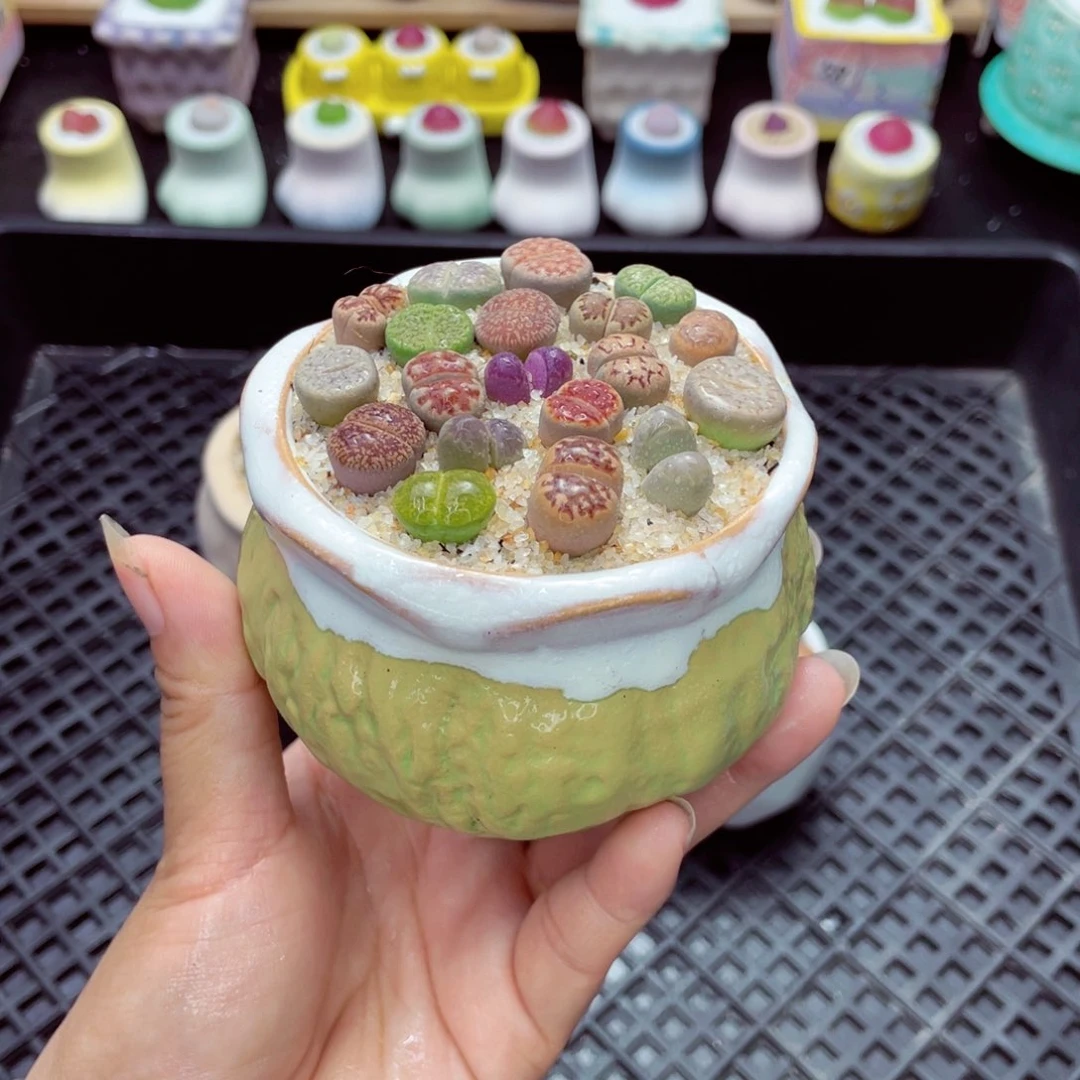 w5642 带盆土发货一物一拍