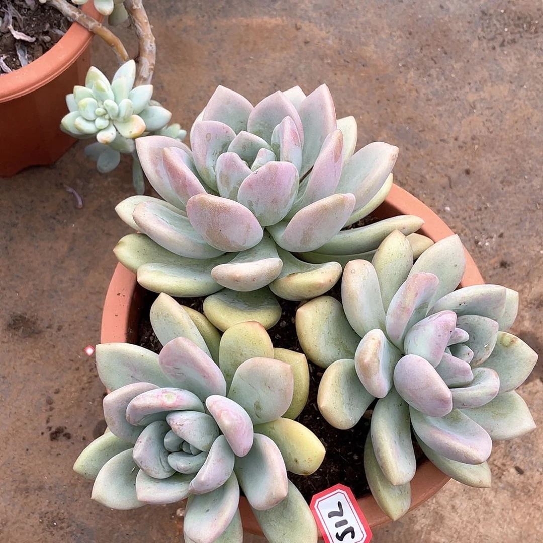 715奥普一物一拍多肉