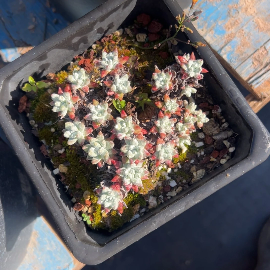 格诺玛白菊～一物一拍3095