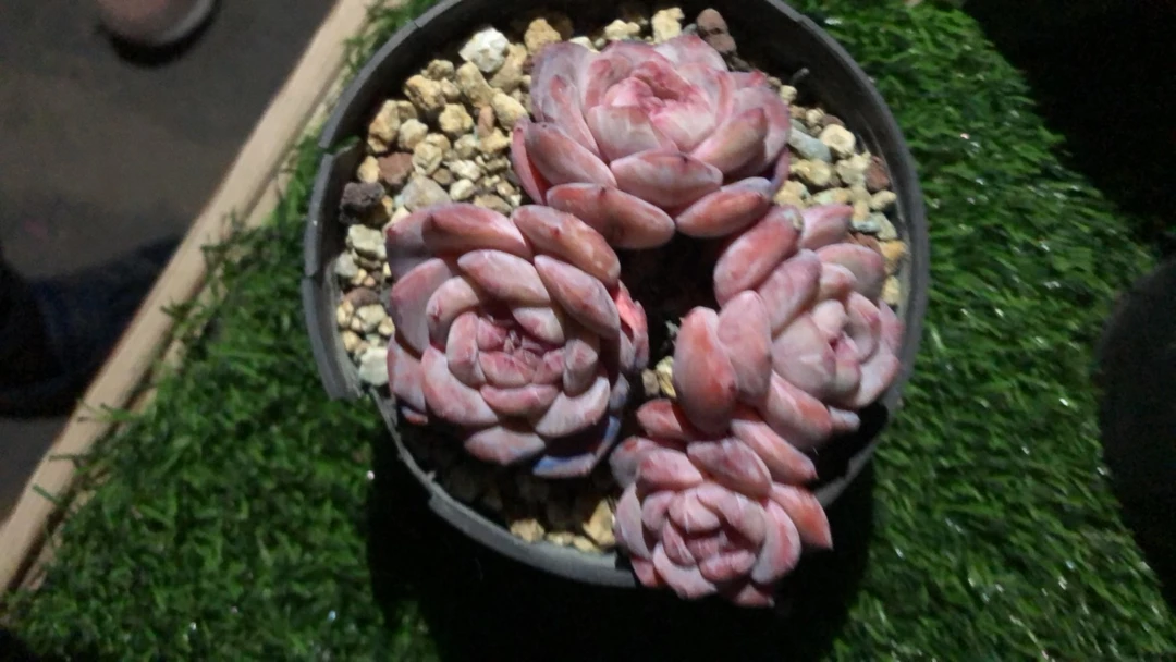 思思专拍星影多肉