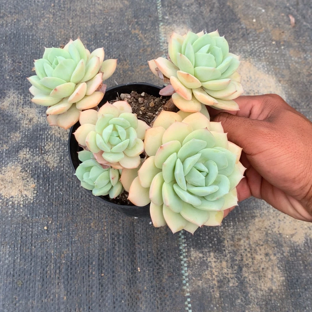 清光绪二十四十二载春秋初