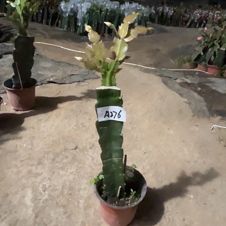 完全开放A276AN078蟹爪兰