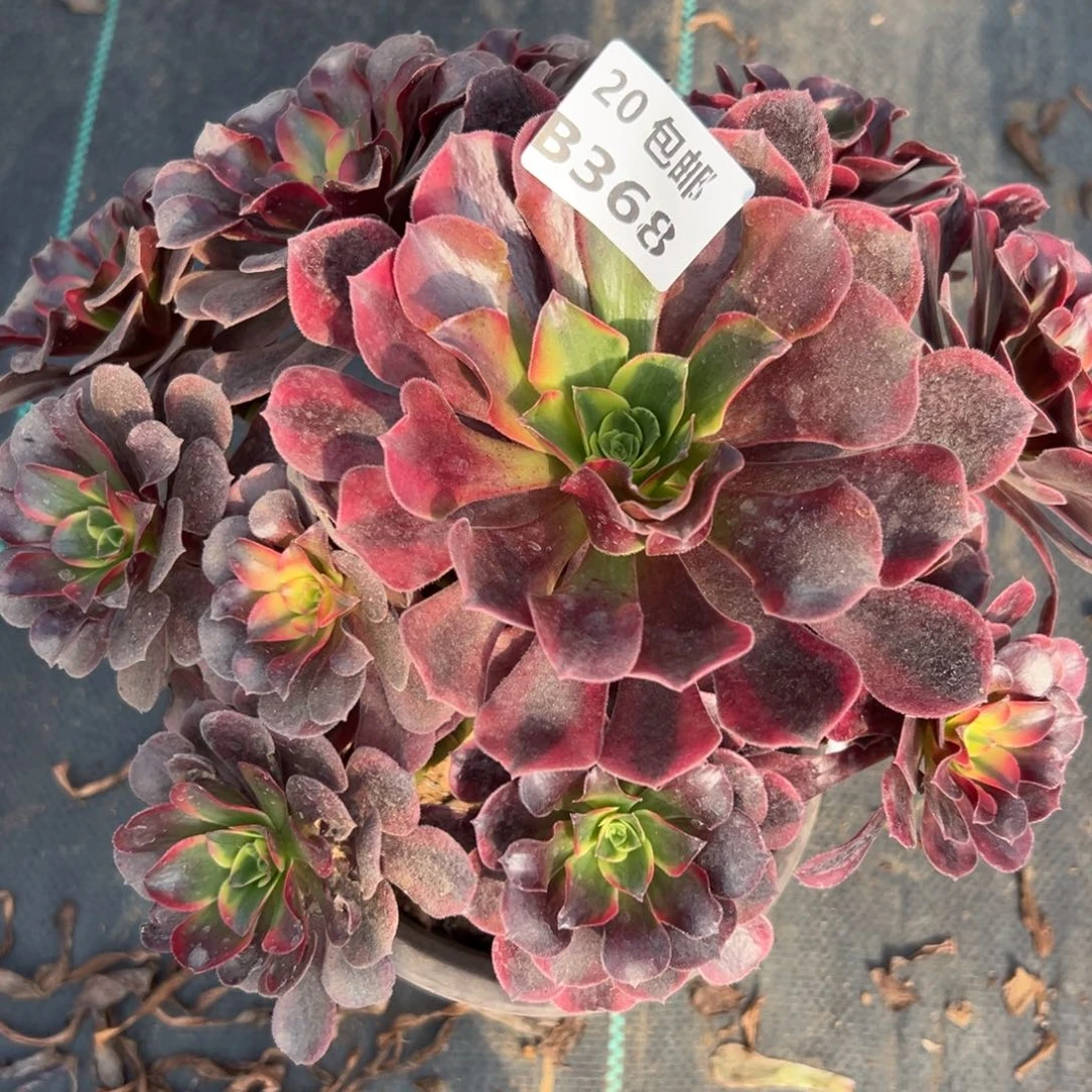 368凤冠，多肉法师说