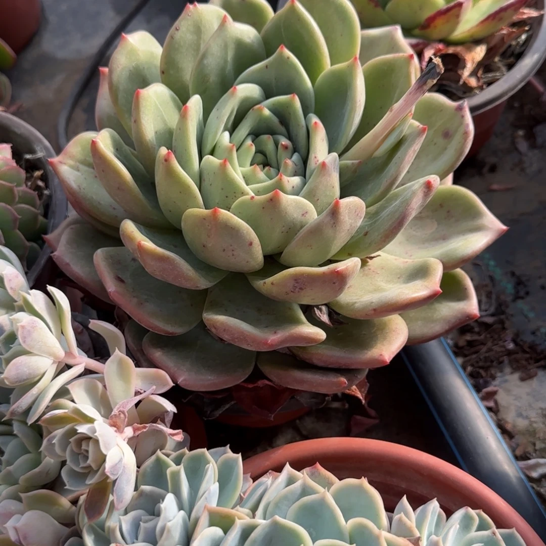 烟***花无花朵超大香槟单头大