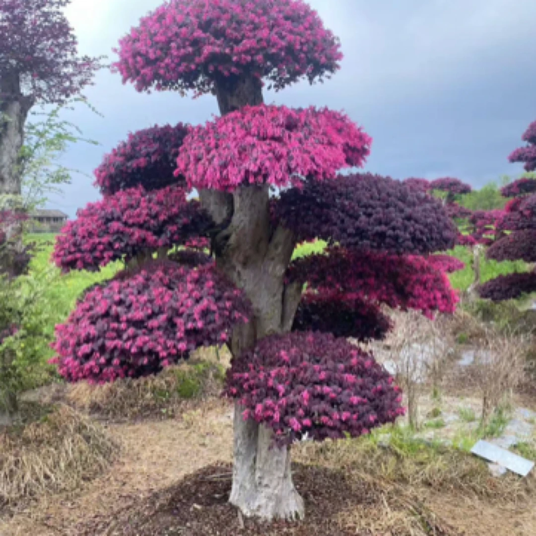 红花继木庭院花卉定金