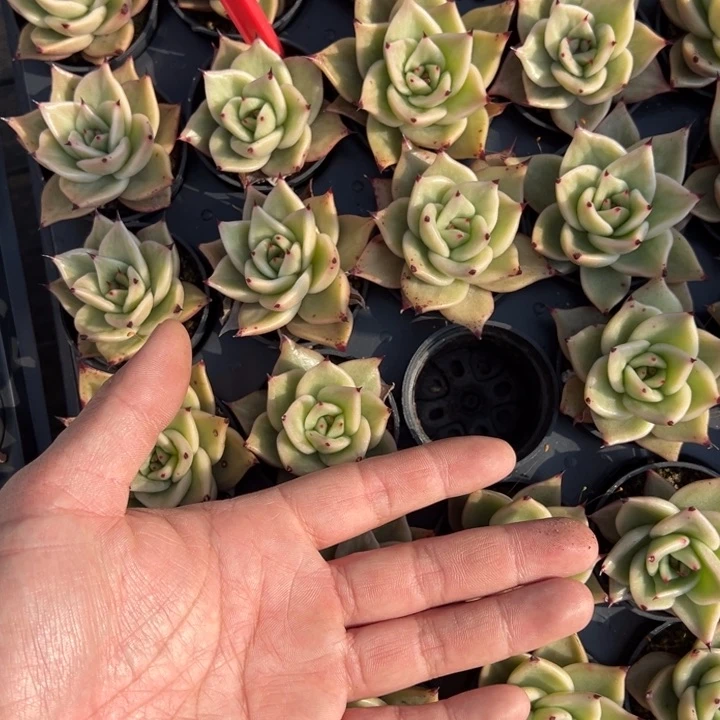 星星凸起一颗量拍多肉满20包邮初7发