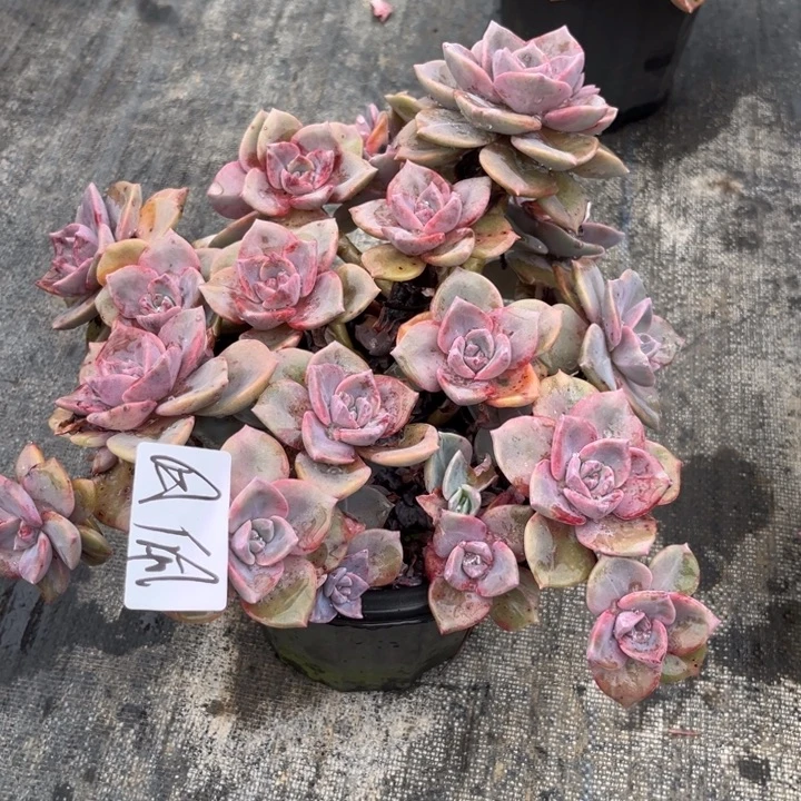 棠颂花卉一物一拍彩虹糖 月佩