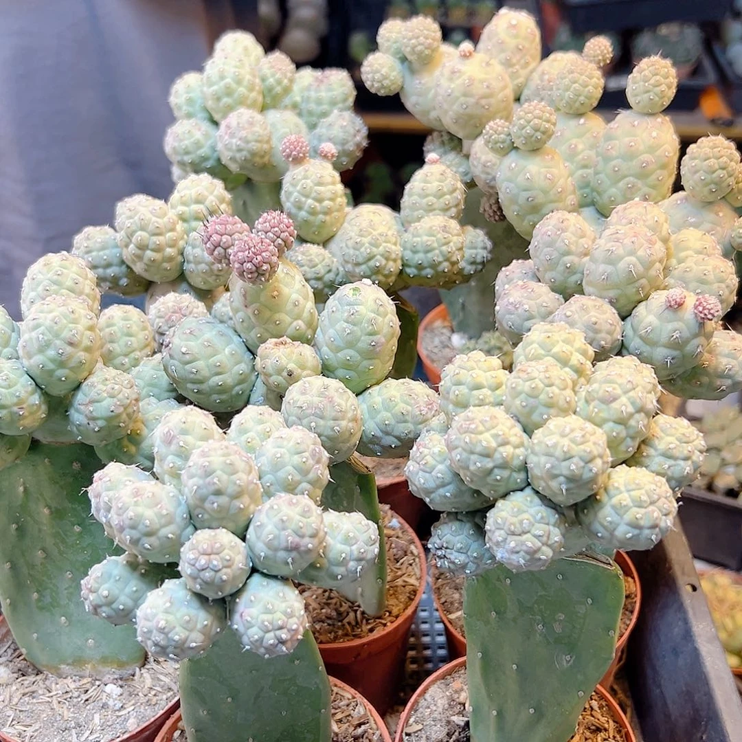 习自野群7.5公分侧芽不包掉带板子