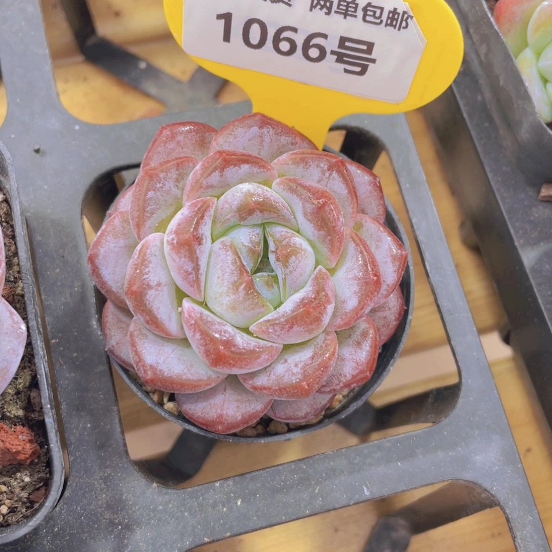 1066号 胖冰魄单头一个