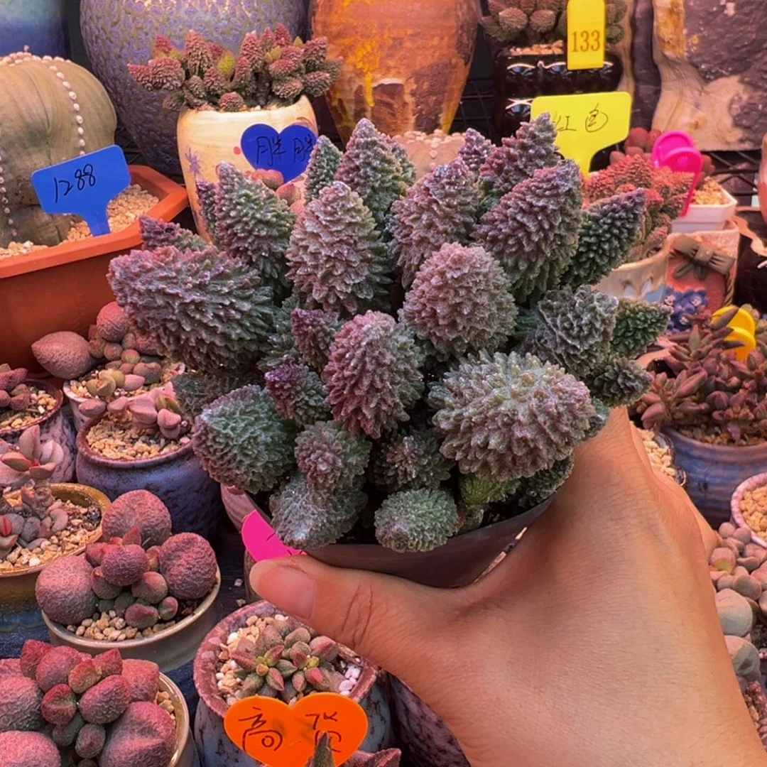 一组自拍，感谢支持