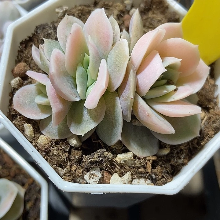 多肉植物蓝色惊喜锦854
