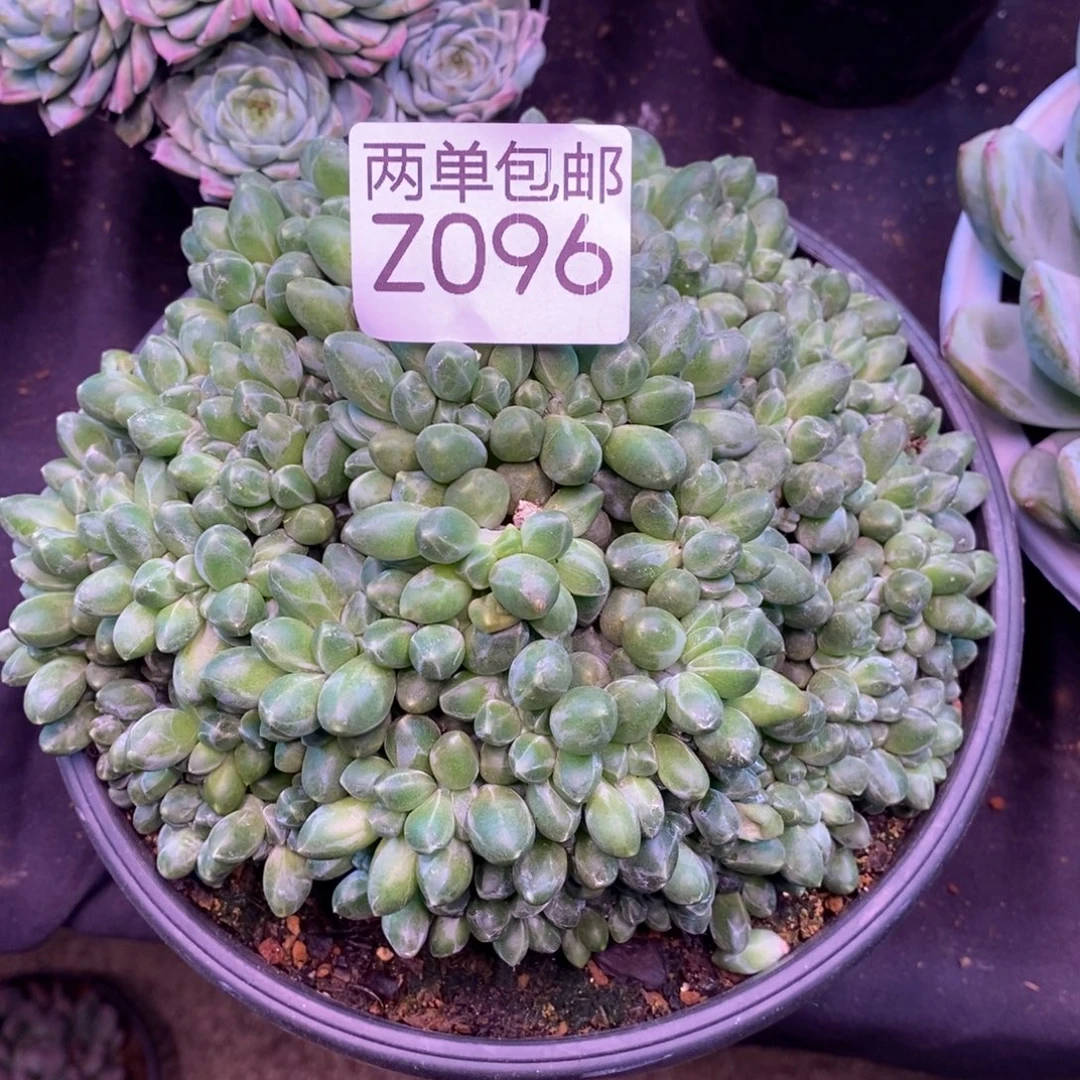 哈哈哈哈哈哈哈96号