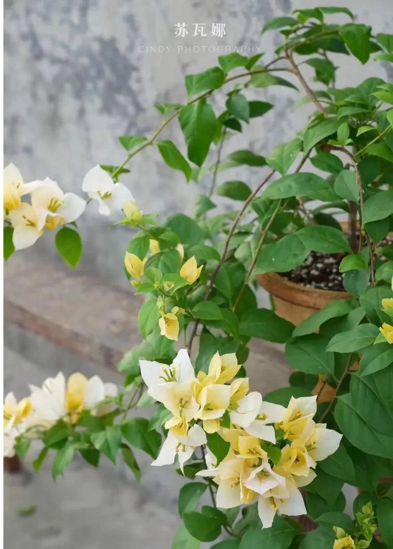 苏瓦娜三角梅，生桩，直播间一物一拍新手勿拍