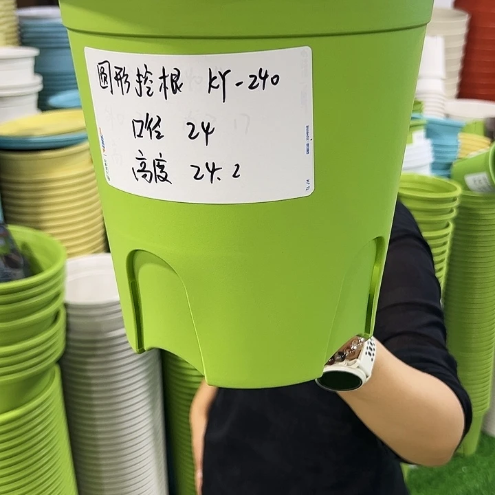 正品圆控口24高24果绿带托8只