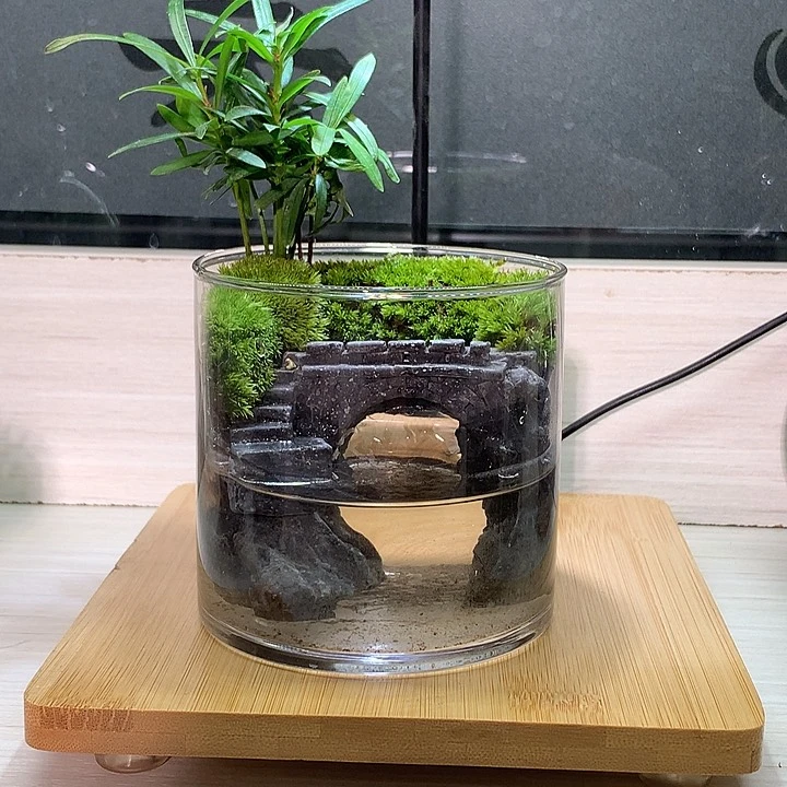 无花朵苔藓微景观