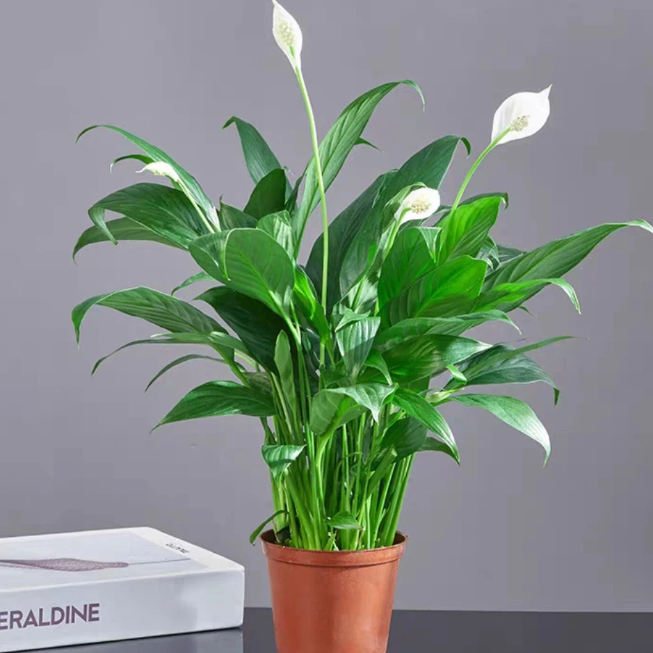 一帆风顺白掌盆栽水培植物吸除甲醛好养四季易活