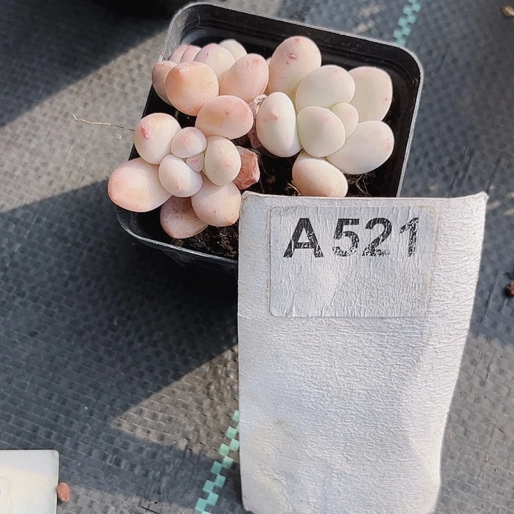 百****佳521密密麻麻密密麻麻