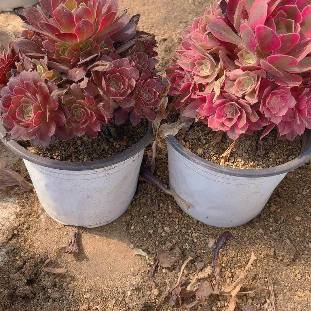 安娜女郎多肉植物上