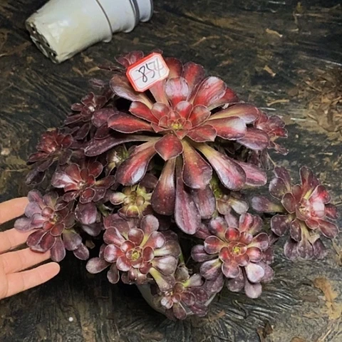 彩虹糖老桩捧花854号
