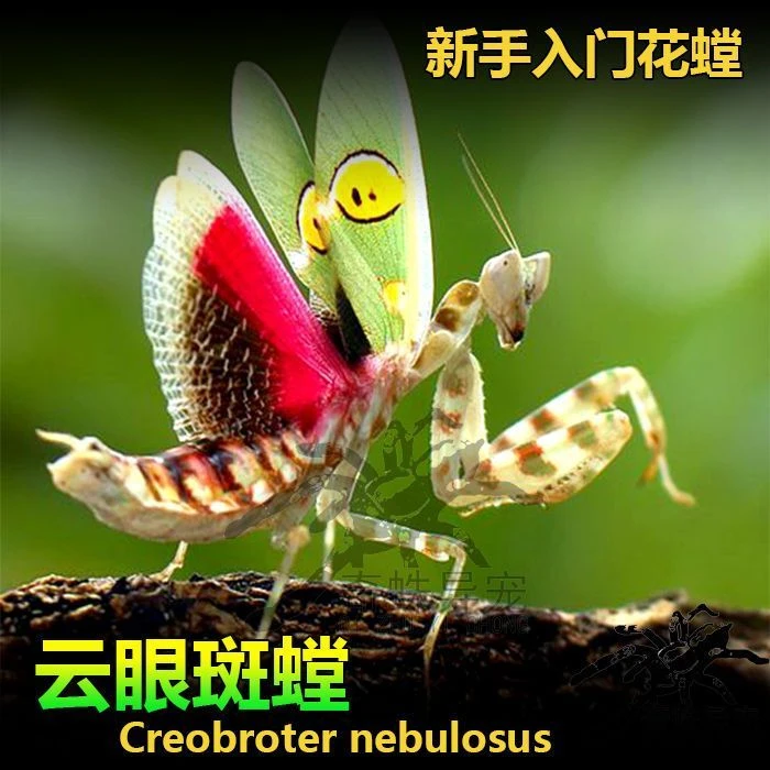 现货云眼斑螳螂小型宠物螳螂昆虫爬虫爬宠中华大刀螳螂
