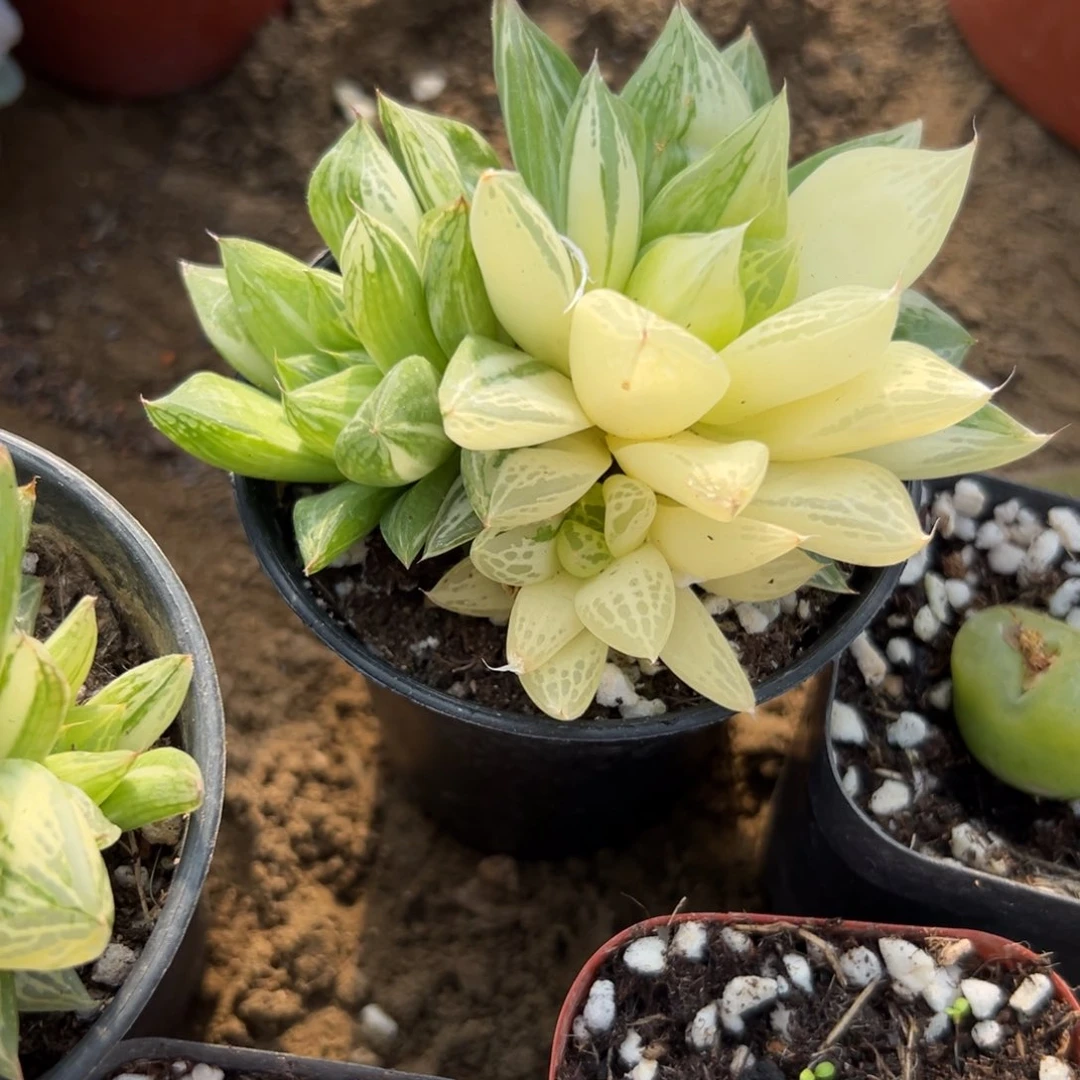 多肉植物多肉植物