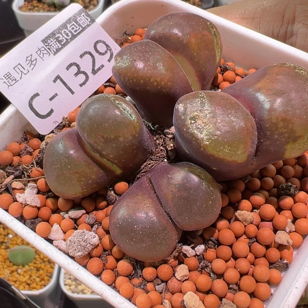 多肉植物1111111111111
