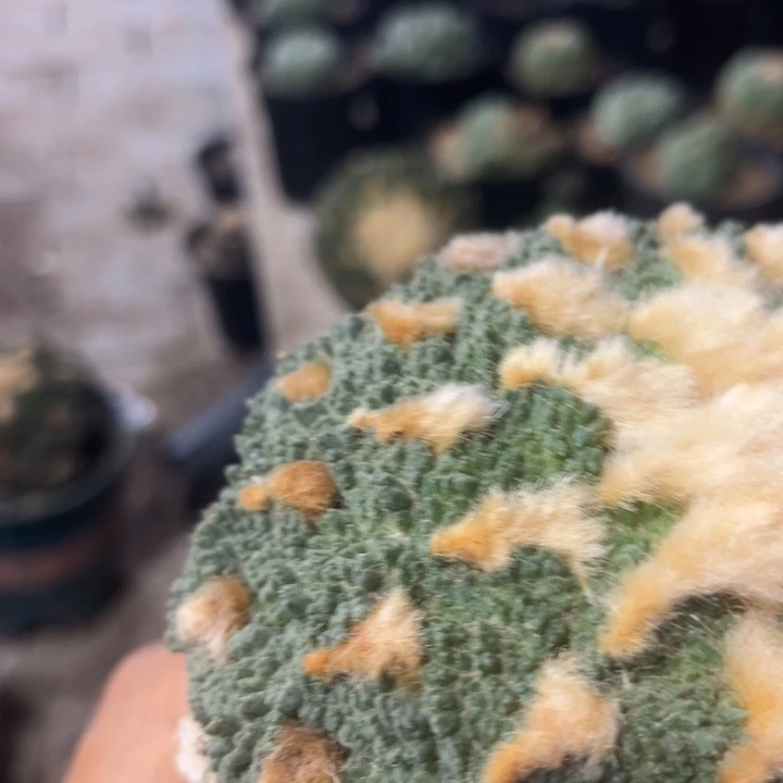 超*旺龟甲牡丹三角嫁接