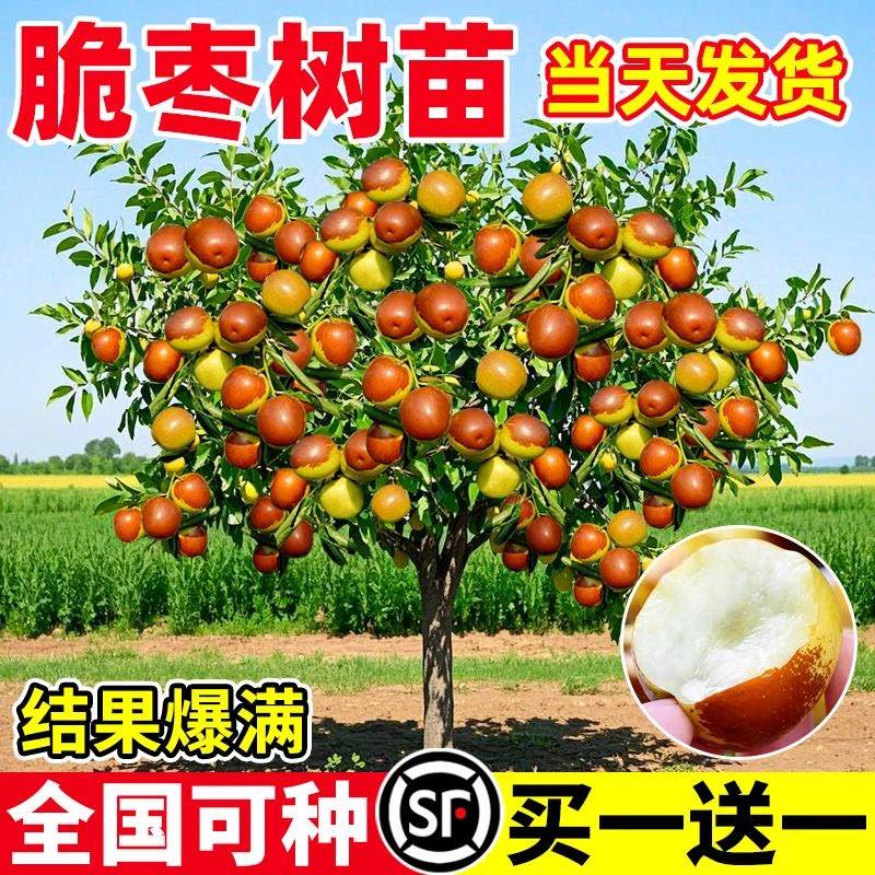 枣树活苗嫁接冬枣地栽果树果苗当年结果北方南方大枣超甜特大庭院