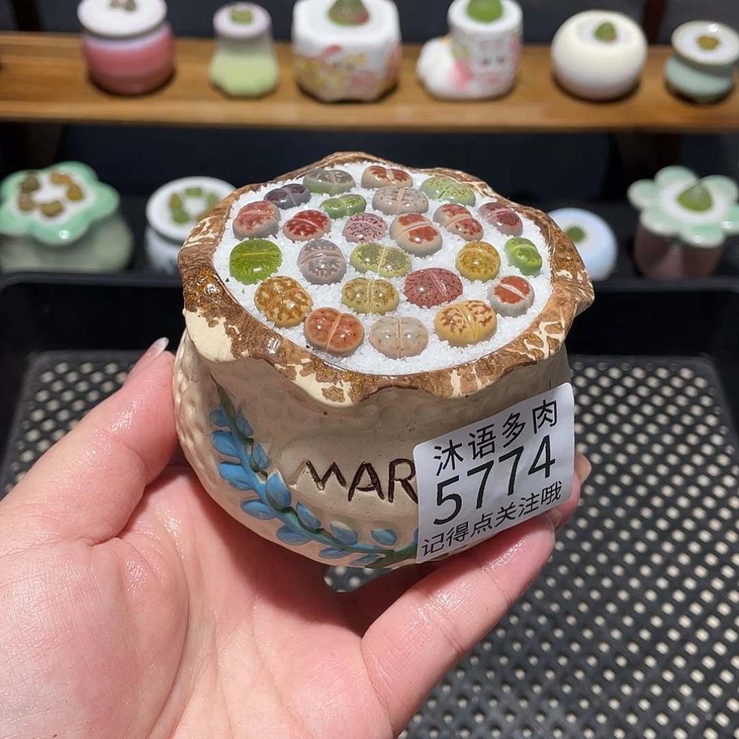 带盆土植物 一物一拍5774