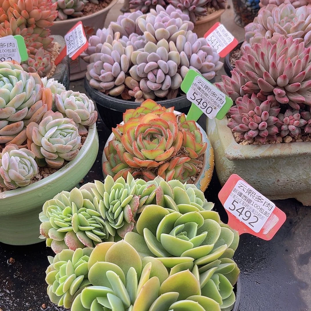 5492星娜塔缀多肉植物