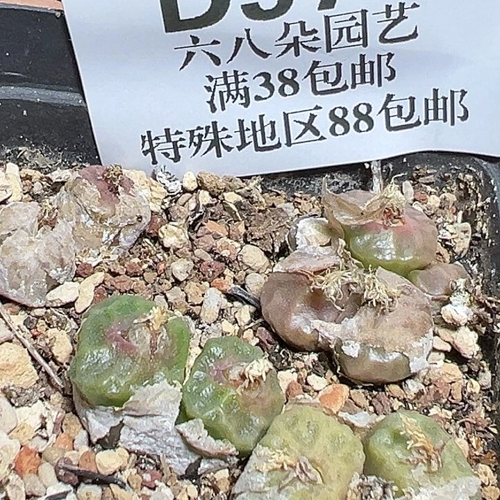 974号烧麦zyyyxyzyyyxy