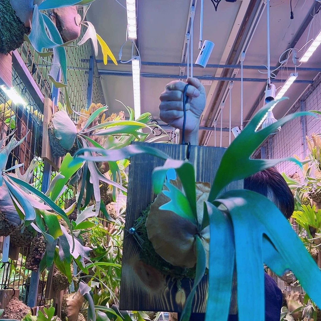 无花朵卷卷鹿a11。