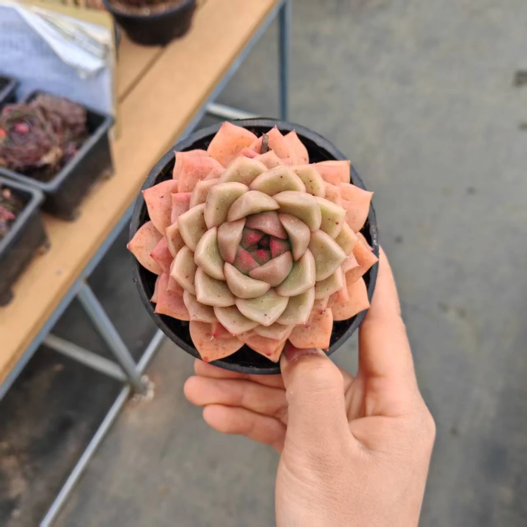 10#榴莲酥多肉植物  前男友精品多肉SM0965