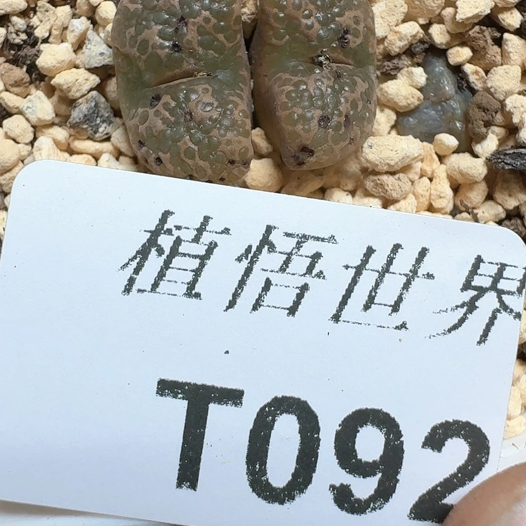 092盒多肉植物哇d f