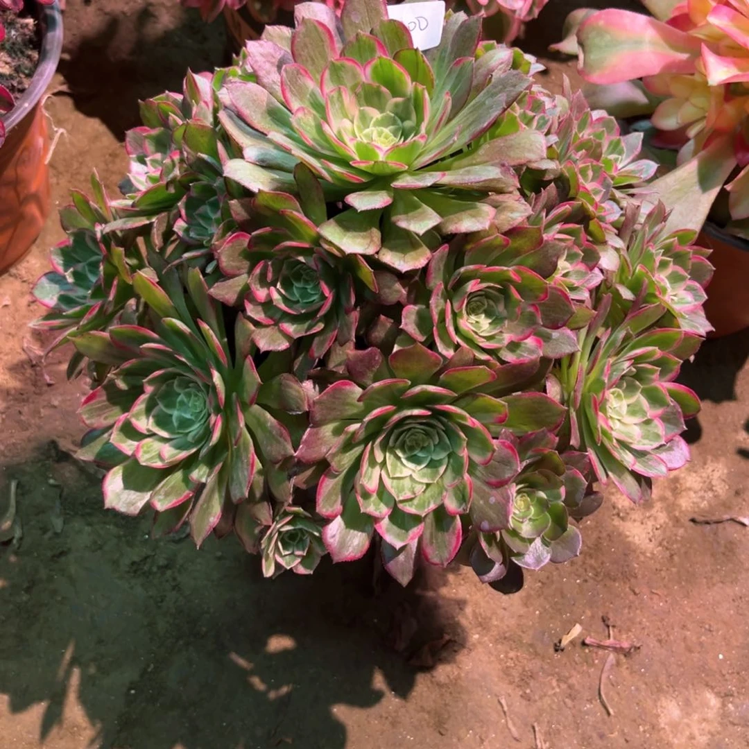多肉植物莲花300